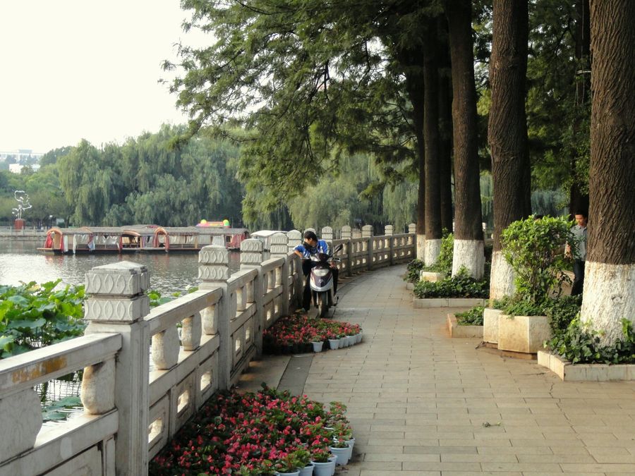 昆明翠湖公园湖堤与垂柳